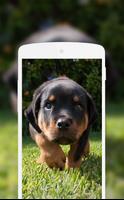 Rottweiler Wallpaper 스크린샷 2