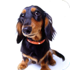 狗狗大全 -专业的宠物知识库 APK