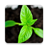 MyCure - The Home Remedies
