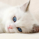 APK cute kitten