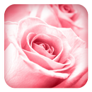 Lovely Pink Rose APK