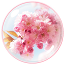 Cereja flor Tema Sakura APK