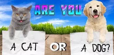 Тест какой ты котик или пёсик.