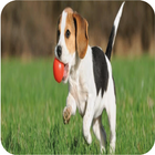 Dog Training ikon