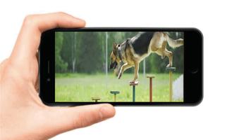 Dog Training penulis hantaran