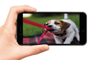 Dog Training syot layar 2