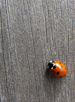 Wallpaper Ladybug Affiche