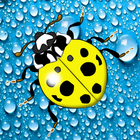 Save the Ladybugs icône