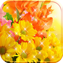 菊花主題 APK