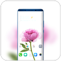 Theme for Xiaomi Mi 8 Pro &Phone 8 x flowers rose