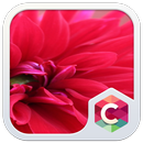 Red Pure Flowers Theme: Pretty Love Wallpaper HD APK