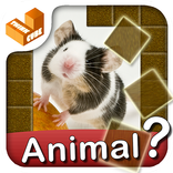 Who am I? -animal guess trivia