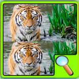 Find The Tiger Differences