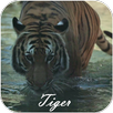 Tiger Video Live Wallpaper APK