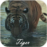 Tiger Video Live Wallpaper