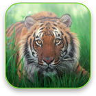 Tiger Free Video Wallpaper ikona