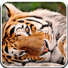 Tiger Live Video Wallpaper icône
