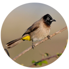 Bird Photography icône