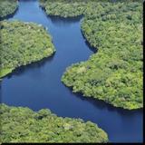 Amazon Rainforest wallpaper Zeichen