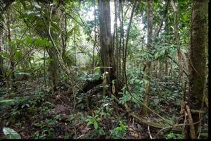 Amazon Rainforest wallpaper capture d'écran 1