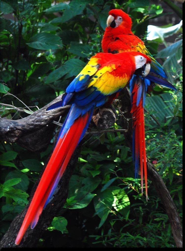 Amazon Rainforest Wallpaper For Android Apk Download