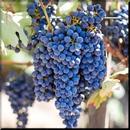 Napa Valley wallpaper APK