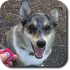 Dog Whistle Trainer High Pitch APK