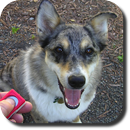 Dog Whistle Trainer High Pitch APK