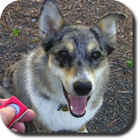 Dog Whistle Trainer High Pitch