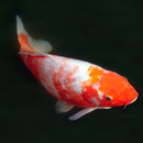 Koi fish zen APK