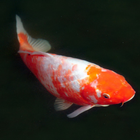 Koi fish zen आइकन