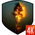Tree 3D Video Wallpaper