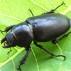 Tree Pests of INDIA APK