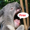 Koala Puzzle free