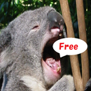Koala Puzzle free APK