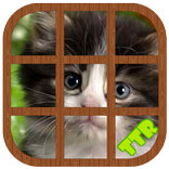 gatinho quebra cabeças