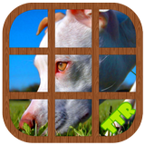 آیکون‌ Pitbull Sliding Puzzle