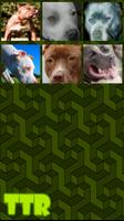 Pitbull Sliding Puzzle screenshot 2