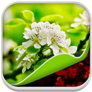 Spring Live Wallpaper HD APK