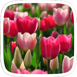 Tulip Flowers Theme