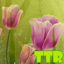 tulipes lwp APK