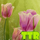 tulips live wallpaper আইকন