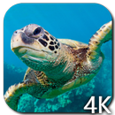 Turtle 4K Video Live Wallpaper APK