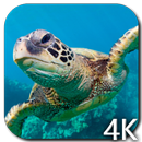 Tortue 4K Fond d'écran animé APK