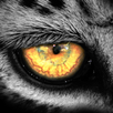 Leopard.tv Wildlife Magazine APK