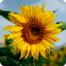 Photos Lite APK