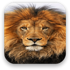 Lion Live Wallpaper icône