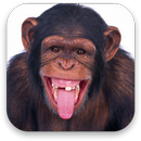 APK 3d scimmia sfondo animato