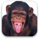 3D Monkey Live Wallpaper APK