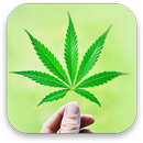 APK 3d marijuana sfondo animato